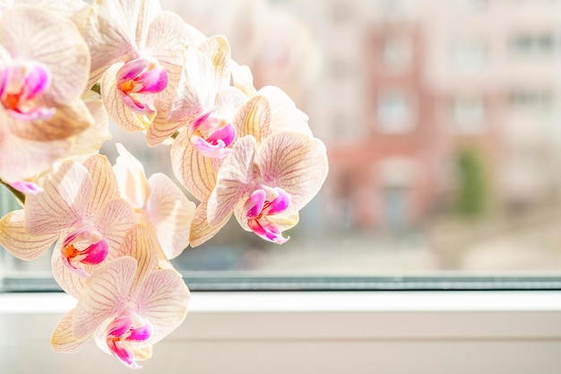 Piękny kwiat orchidei w pobliżu okna Przestrzeń tekstowa