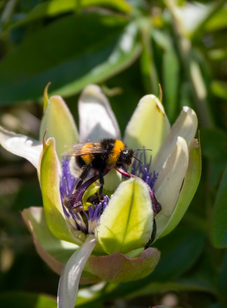 Piękny kwiat rośliny passiflora zbliżenie passiflora w słoneczny dzień