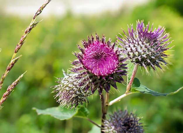 Piękny kwiat rosnący korzeń burdock thistle na terenie łąki