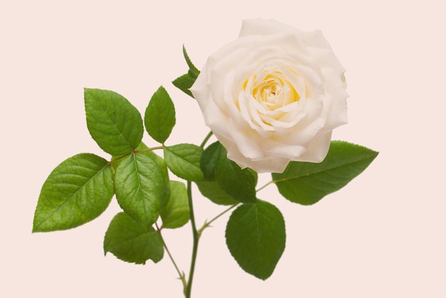 Piękny kwiat różowa róża na białym tle. Kartka ślubna. Powitanie. Lato. Wiosna. Płaski świecki, widok z góry. Miłość. Walentynki