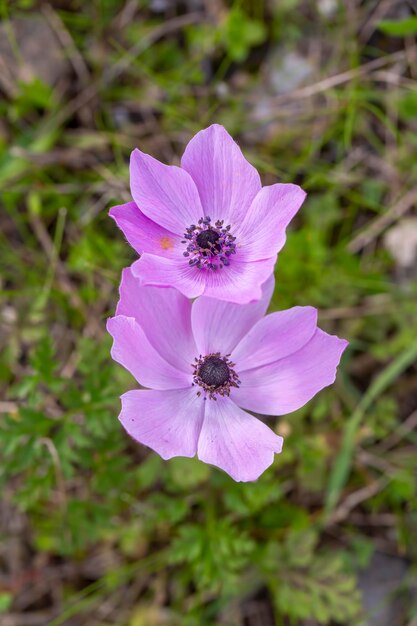 Piękny kwiat różowy - fioletowy kwiat anemonu