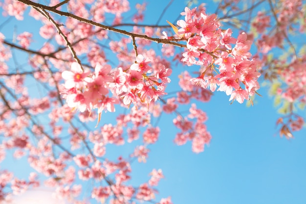 Piękny Kwiat Sakura (kwiat Wiśni) Na Wiosnę. Kwiat Drzewa Sakura Na Błękitne Niebo.