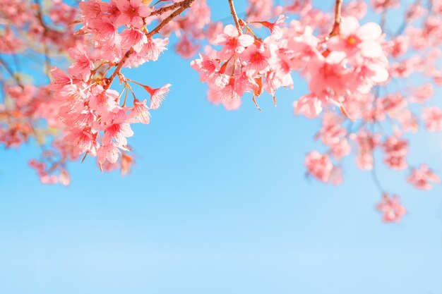 Piękny kwiat sakura (kwiat wiśni) na wiosnę