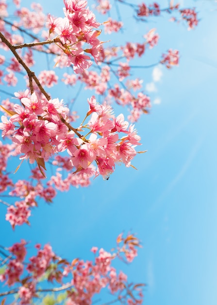 Piękny kwiat sakura (kwiat wiśni) na wiosnę