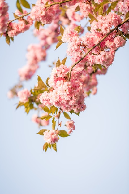 Piękny kwiat sakura