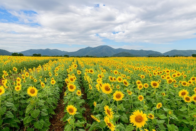 Piękny kwiat słonecznika kwitnący w polu słoneczników pojęcie obszaru rolniczego