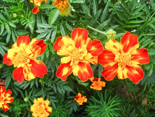 Piękny kwiat tagetes