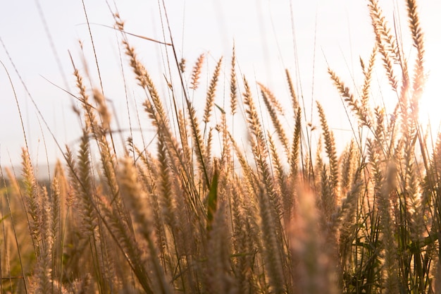 Zdjęcie piękny kwiat trawy lub poaceae kołyszą się na wietrze.