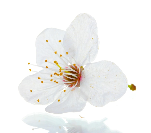 Piękny kwiat wiśni na białym tle