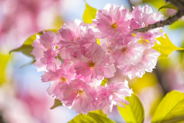 Piękny kwiat wiśni, sakura. Japonia