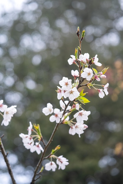 Piękny kwiat wiśni Sakura kwitnie z kiełkami w obszarze rekreacyjnym Alishan National Forest na Tajwanie.