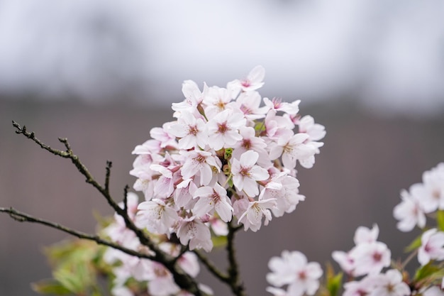 Piękny kwiat wiśni Sakura kwitnie z kiełkami w obszarze rekreacyjnym Alishan National Forest na Tajwanie.