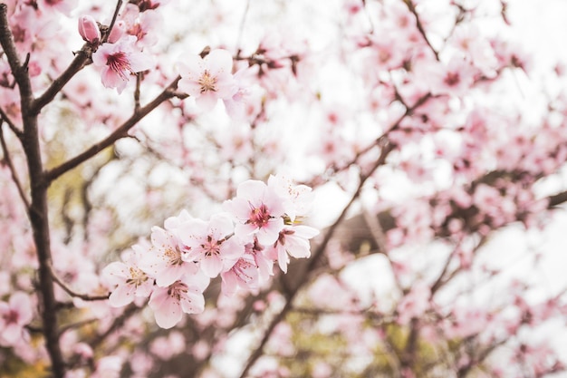 Piękny Kwiat Wiśni Sakura Na Wiosnę