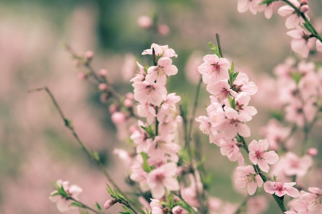 Piękny Kwiat Wiśni Sakura Na Wiosnę