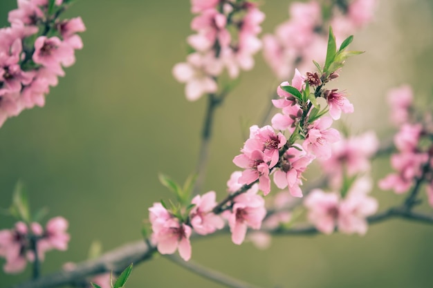 Piękny kwiat wiśni sakura na wiosnę