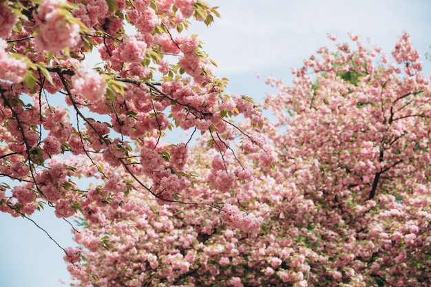 Piękny kwiat wiśni sakura w okresie wiosennym nad błękitne niebo.