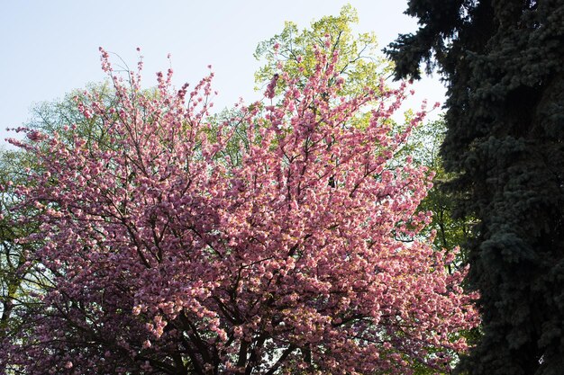 Piękny kwiat wiśni sakura w okresie wiosennym nad błękitne niebo