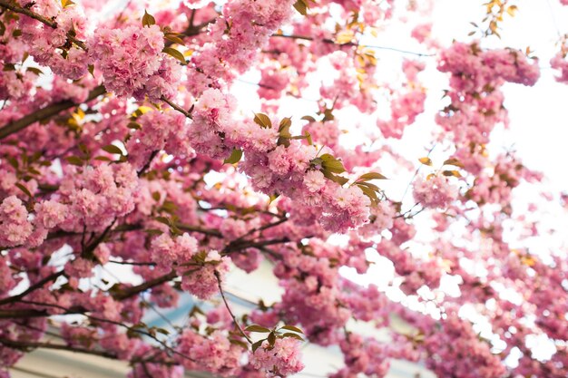 Piękny kwiat wiśni sakura w okresie wiosennym nad błękitne niebo