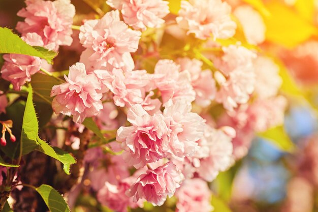 Piękny kwiat wiśni sakura w okresie wiosennym