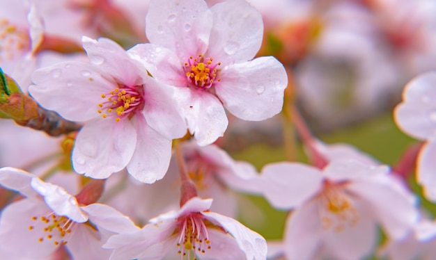 Piękny kwiat wiśni sakura w pełnym rozkwicie z zielonym tłem na wiosnę