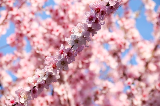 Piękny Kwiat Wiśni Sakura Wiosną Nad Błękitnym Niebemkwiat Wiśni W Pełnym Rozkwicie