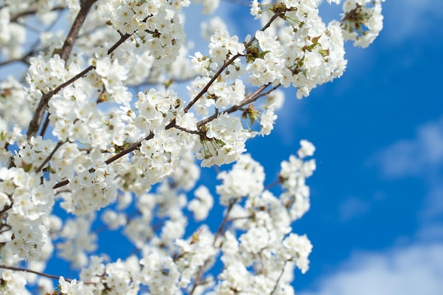 Piękny kwiat wiśni sakura wiosną nad niebem