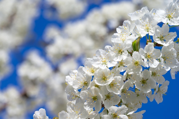 Piękny kwiat wiśni sakura wiosną nad niebem