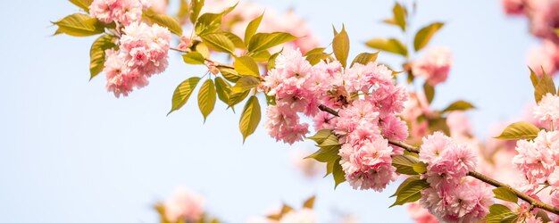 Piękny kwiat wiśni sakura