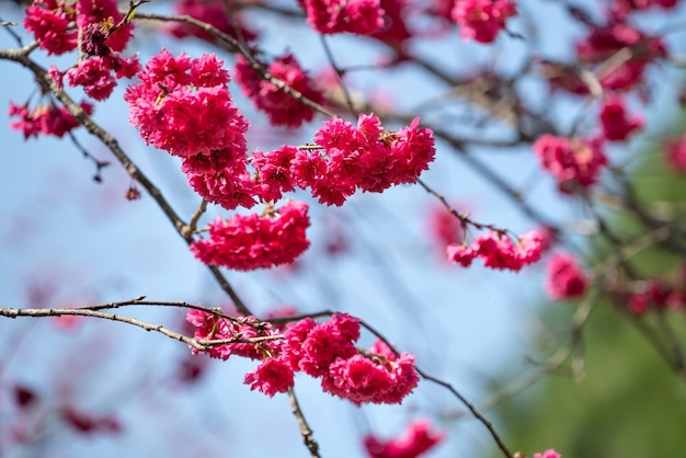 Zdjęcie piękny kwiat wiśni yae sakura kwitnący na tajwanie