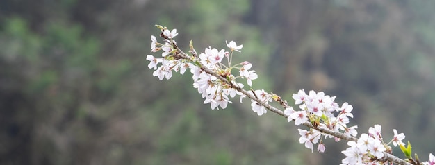 Piękny kwiat wiśni Yoshino Tokyo Sakura na wiosnę kwitnie Obszar rekreacyjny Alishan National Forest na Tajwanie