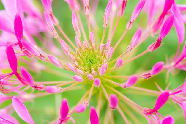 Piękny kwiat z szczegółu pollen Cleome hassleriana pająka kwiat.