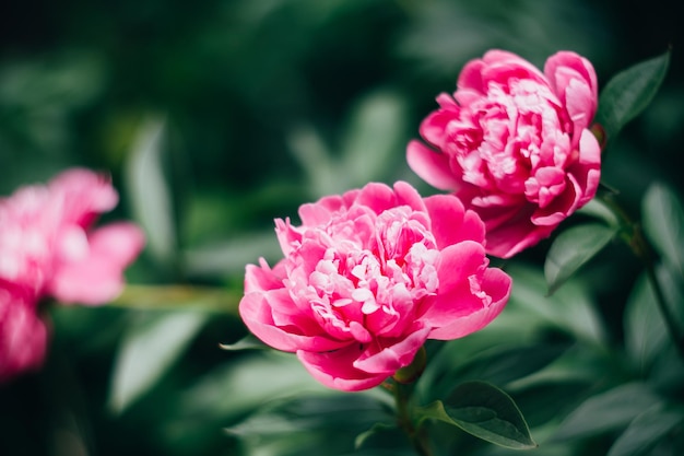 Piękny kwiatowy tło botaniczne z różowymi kwiatami piwonii w letnim ogrodzie