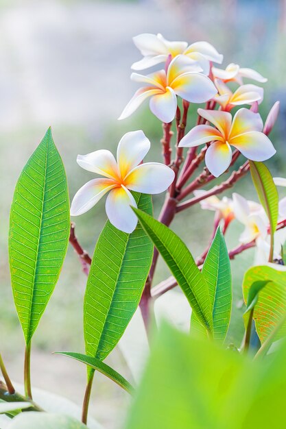 Piękny kwiatu Plumeria