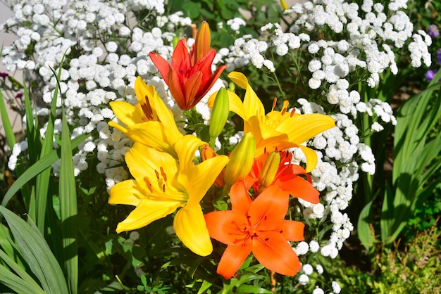 Piękny kwietnik z żółtymi i pomarańczowymi kwiatami lilii na tle krwawnika w ogrodzie. Flora. Bukiet. Walentynki i miłość