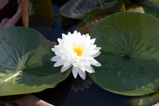 Piękny kwitnący biały kwiat lotosu z liśćmi Waterlily pond