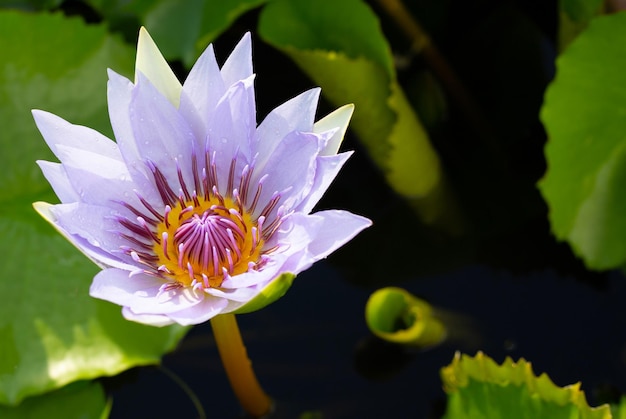 Piękny kwitnący fioletowy kwiat lotosu z liśćmi Waterlily pond