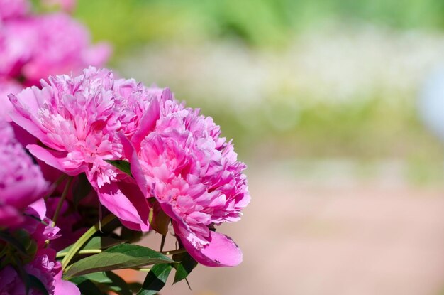 Piękny kwitnący krzew piwonii z różowymi kwiatami w ogrodzieDuże różowe kwiaty.