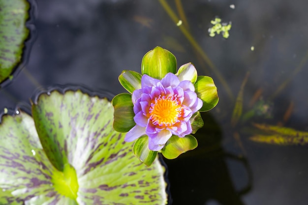 Piękny kwitnący kwiat lotosu Nymphaea z liśćmi Lilia wodna doniczka