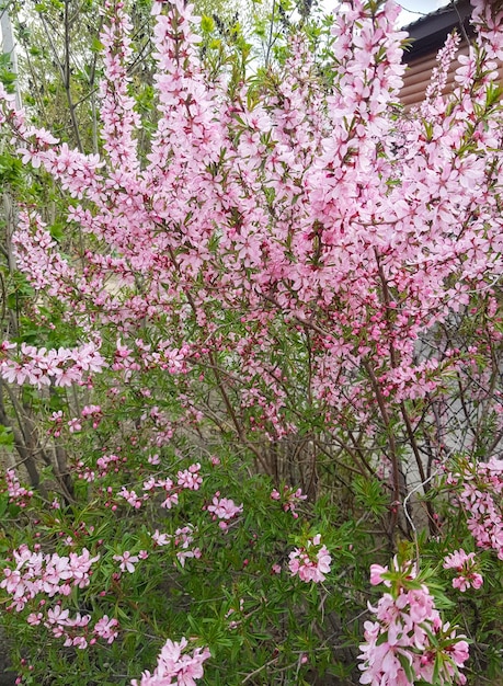 Piękny kwitnący ogród whitepink kwitnących wiśniowych krzewów śliwki pionowe