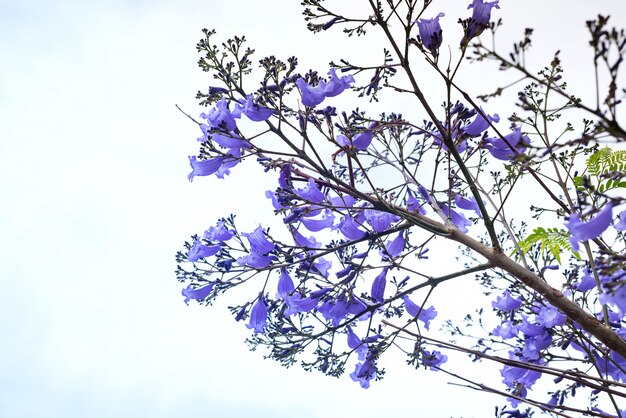 Piękny Kwitnący Purpurowy Jacaranda Drzewo Na Niebie
