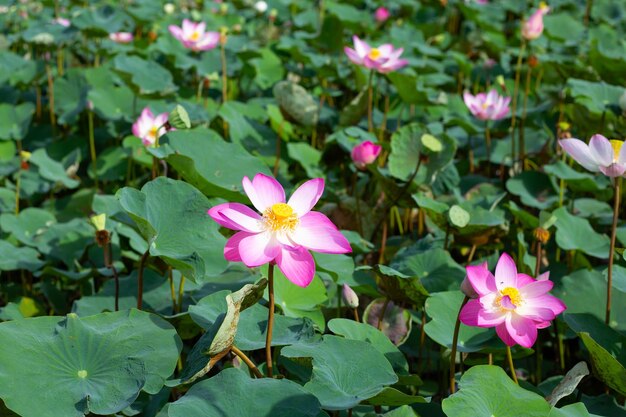 Piękny kwitnący różowy kwiat lotosu z liśćmi Waterlily pond