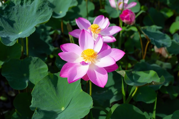 Piękny kwitnący różowy kwiat lotosu z liśćmi Waterlily pond