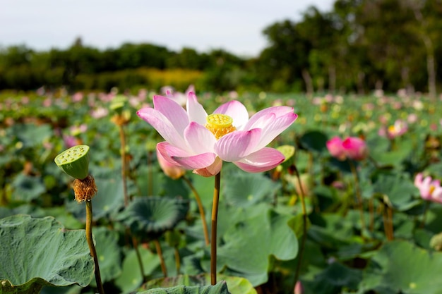 Piękny kwitnący różowy kwiat lotosu z liśćmi Waterlily pond