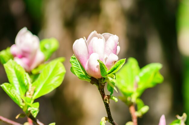 Zdjęcie piękny kwitnący różowy kwiat magnolii