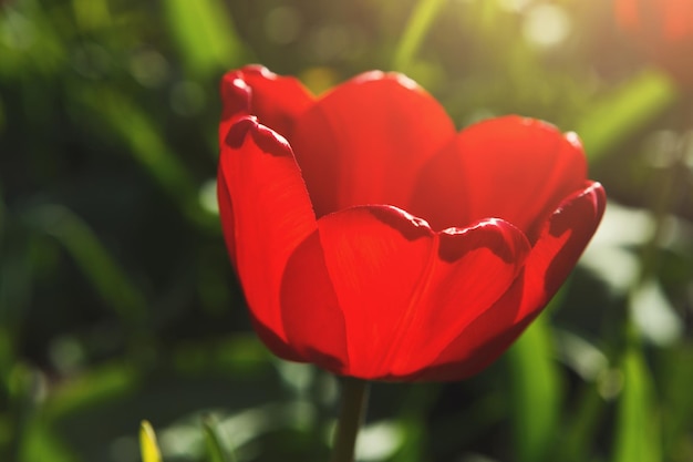 Piękny Kwitnący Zbliżenie Szkarłatny Czerwony Tulipan. Kwiat Tło.