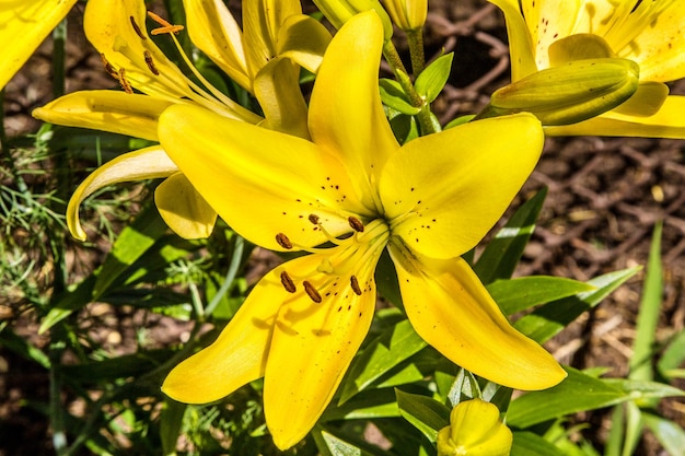 Piękny kwitnący żółty kwiat lilii