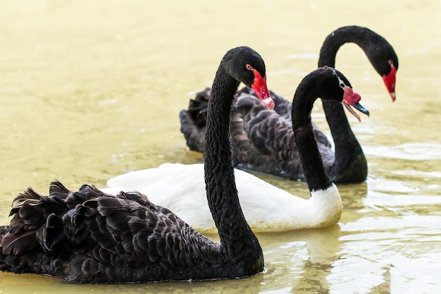 Piękny łabędź Pływający Pływanie Na Stawie