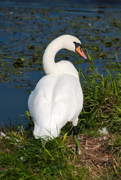 Piękny łabędź