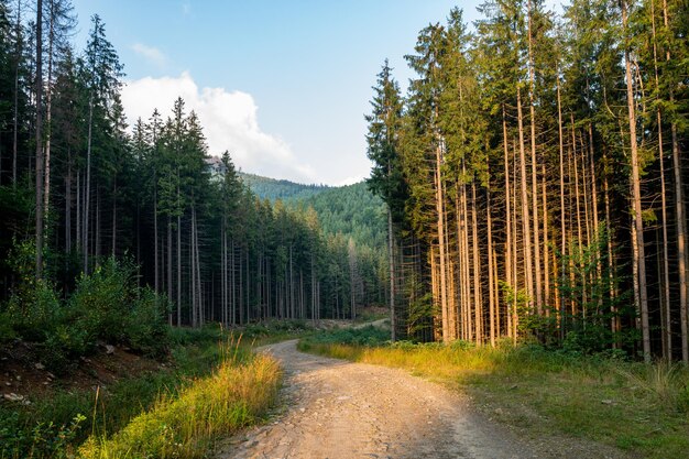 Piękny las, brud, kręcone drogi, krajobraz o zachodzie słońca, ukraińskie Karpaty, Gorgany