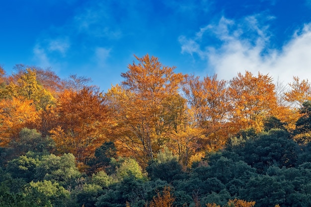 Piękny las bukowy jesienią w pobliżu miasta Olot w Hiszpanii, La Fageda